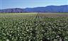 A potato field in Fucino